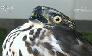 凤头鹰撞玻璃受伤，森警救助后放归自然