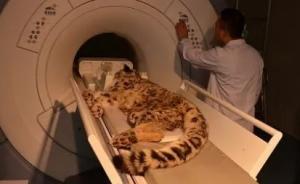 治疗24天，玉树这只受伤雪豹能走了