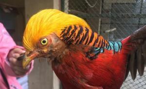 廣西一男子網(wǎng)上自學(xué)獵捕野生動(dòng)物方法，“學(xué)以致用”被刑拘