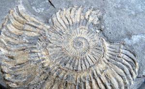 “千叶期”或将成为首个源自日本的地质年代名称