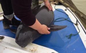 今年长江第22只死亡江豚：身陷迷魂阵