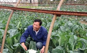 中國(guó)夢(mèng)·申城美｜“花菜界袁隆平”雜交制種28年