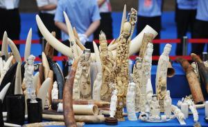 环保组织报告：象牙禁贸后仍需关注社交媒体存在的非法交易