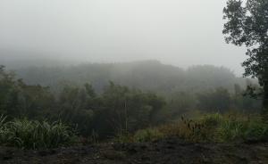 湖南耒陽竹林“殺子”疑云：母親、病人和嫌犯