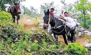 揭秘“南召馬幫”：從業者近百人，用騾馬馱貨年掙10萬