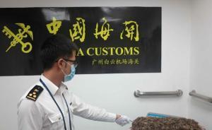 男子非洲購買36公斤穿山甲鱗片藏枕頭床單中，被海關(guān)截獲