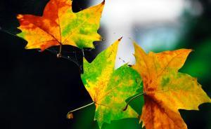 河南男子為經(jīng)營(yíng)店面毀壞三棵法國(guó)梧桐，涉故意毀壞財(cái)物罪被捕