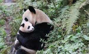 直擊｜“映雪”和“八喜”后天放歸野外：回顧熊貓寶寶成長史