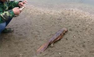 武汉一对夫妻修下水道掏出娃娃鱼，上交野生动物保护站放生