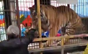 老人伸手進(jìn)籠喂食馬戲團(tuán)老虎，被咬不放