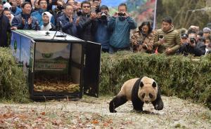 直击｜复壮种群舍我其谁！大熊猫映雪、八喜今天跑向山野
