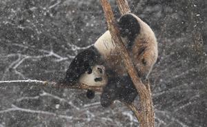 國家林業(yè)局：保護國家公園珍稀瀕危野生動物和森林資源