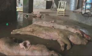湖南一對(duì)夫妻專收病死豬，豬肉被送到豬皮加工廠煉油