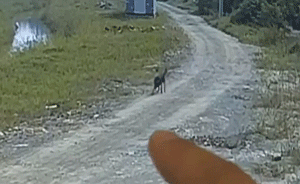 監(jiān)拍：3男子用弓弩毒殺土狗，騎車拖走