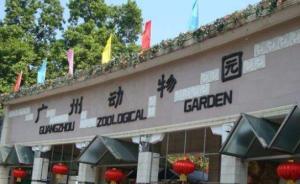 廣州動物園一只豹子逃出籠子，已被麻醉槍擊倒送回籠中