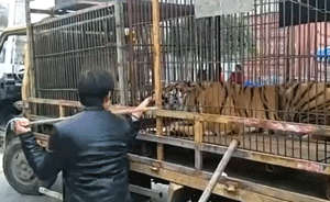 “喂食老虎”被咬老人：伸手投錢被誤咬