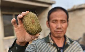 山東一養(yǎng)豬戶獲“豬寶”，花4萬找專家鑒定估價(jià)300萬