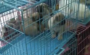 南京:宠物店4人网售“星期狗”被刑拘