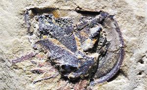 科学家确认迄今最早携卵行为：早寒武世节肢动物已有“母爱”