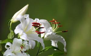 43岁单身男网上找爱情，没见面发168个红包被骗1.8万