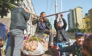 四川簡陽老農(nóng)種出238斤“紅薯王”，專家問訣竅他拒不透露