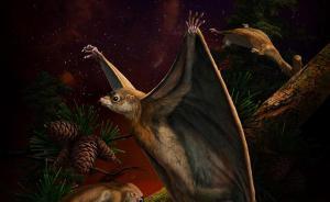 國際團(tuán)隊(duì)新發(fā)現(xiàn)：距今1.6億年，最原始的哺乳動物會滑翔