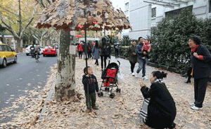 有一种美叫落叶不扫：漫步申城29条路