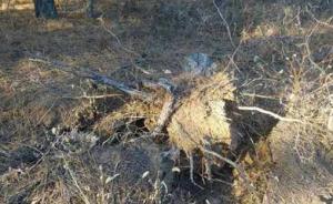 遼寧北票油松林屢遭盜挖，盜樹形成鏈條、有領導替盜樹人說情