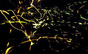 江西宁都发通知禁止捕卖野生萤火虫，“主动承担起保护责任”