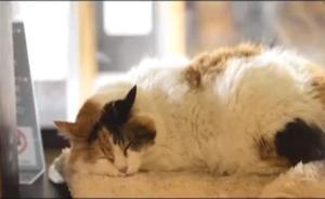 專訪│貓咪站長小玉是推動日本公共交通“公有民營”的吉祥物