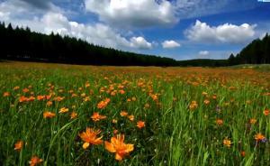 两分钟让你明白塞罕坝林场为什么获奖