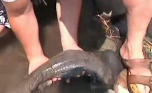 野生娃娃鱼长江边搁浅,市民助“回家”