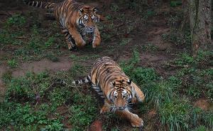 國家林業(yè)局公布野生動(dòng)物收容救護(hù)管理辦法，明年起施行 