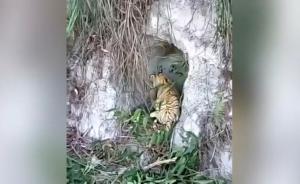 漳州现华南虎?警方:视频有破绽已介入