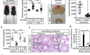 中国科学家初步解开雄性生殖衰老之谜，神“药”让小鼠抗衰老