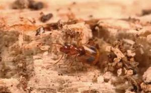 上海发现新物种：可瞬间喷射出近60℃高温的化学物质