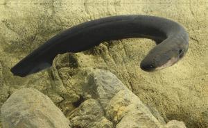 从电鳗身上获得灵感，首个模拟发电细胞的柔性超级电源问世