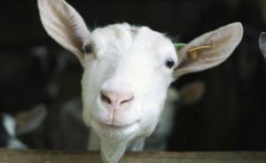 北漂大學(xué)生辭職回鄉(xiāng)養(yǎng)羊年入千萬(wàn)？本人回應(yīng)：千萬(wàn)是年產(chǎn)值