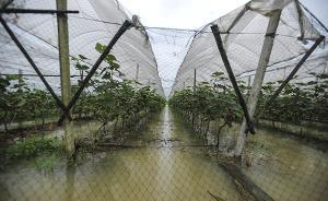 污水淹了葡萄園果農索賠48萬，鎮(zhèn)政府：是天災，正協(xié)調賠償