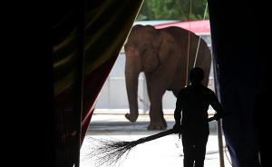 重慶領(lǐng)隊(duì)在泰國(guó)為救兩游客被大象踩踏致死：擅自合影激怒大象