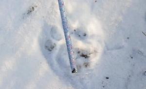 吉林大兴沟林区30年来首次发现野生东北虎活动踪迹