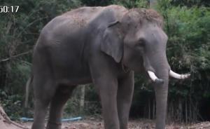 中國領(lǐng)隊疑救游客，遭泰國大象踩踏身亡