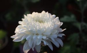 原成都军区空军副政委兼纪委书记张士奎逝世，享年80岁