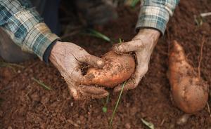 国际首次尝试测序一科所有植物：十年逾千种，中国科学家发起