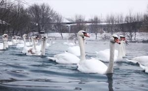 新疆:百只疣鼻天鹅越冬栖息伊犁河谷