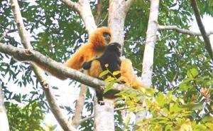 “人類最孤獨的近親”海南長臂猿僅剩27只，曾被懷疑已滅絕