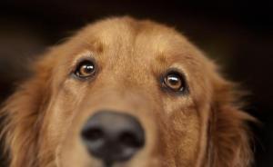 成都金毛犬被虐亡，专家：虐待动物破坏公序良俗应予立法打击