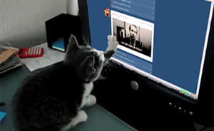 “云养猫”成一线城市空巢青年新生活，猫对于他们意味着什么