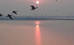 鄱阳湖枯水季，湖水退去迎来候鸟越冬