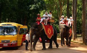 中領(lǐng)館：泰國(guó)大象騎行等項(xiàng)目具一定危險(xiǎn)系數(shù)，游客需謹(jǐn)慎選擇